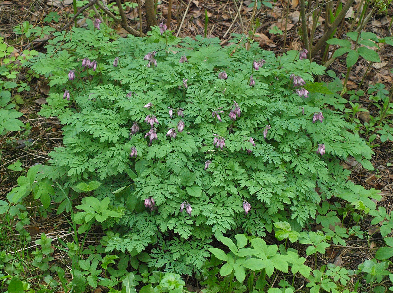 Image of Dicentra formosa specimen.