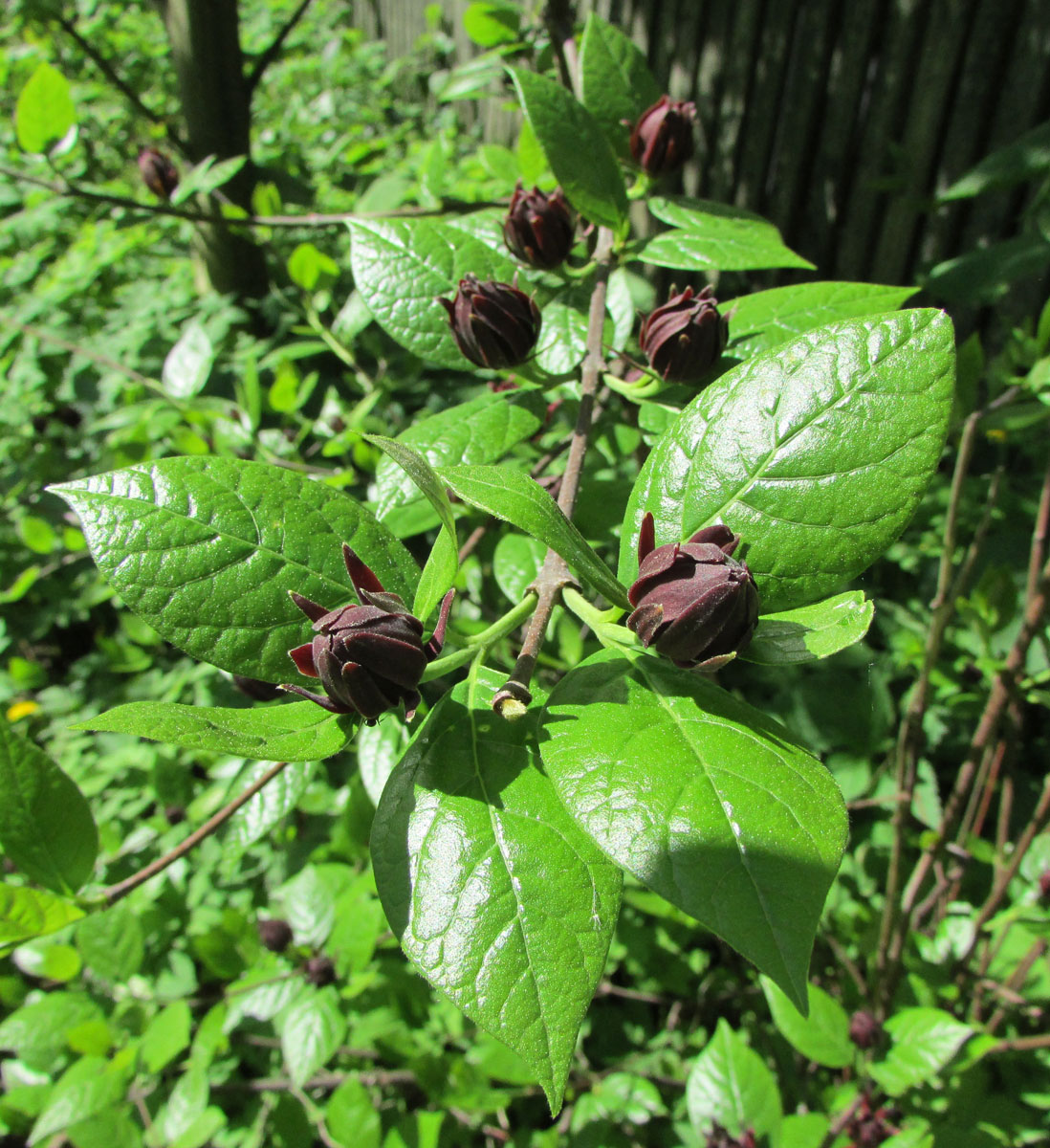 Image of Calycanthus floridus specimen.