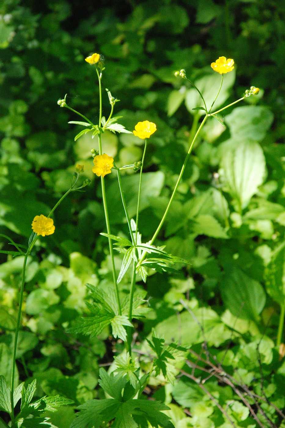 Image of genus Ranunculus specimen.