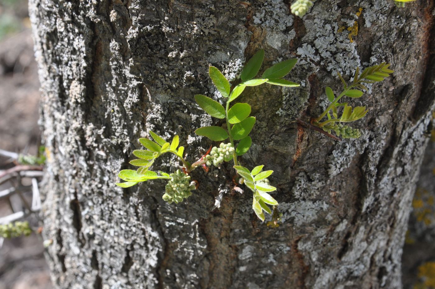 Image of Gleditsia triacanthos specimen.