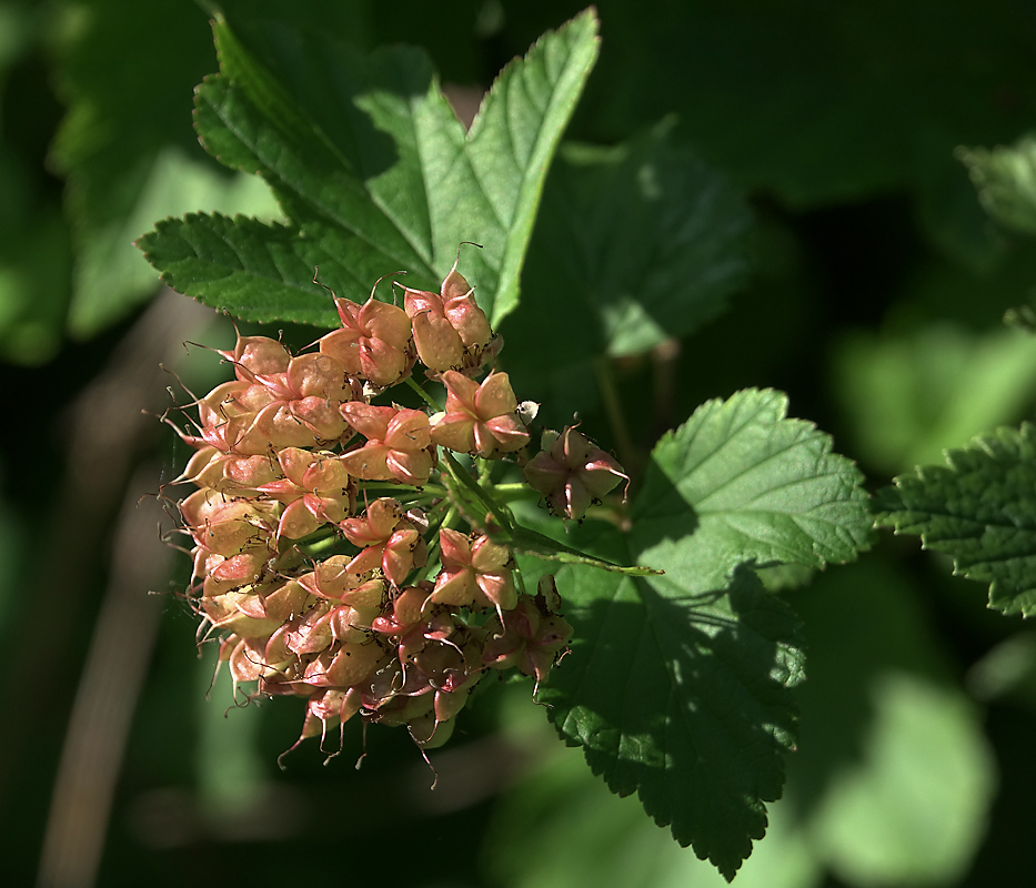 Image of Physocarpus opulifolius specimen.