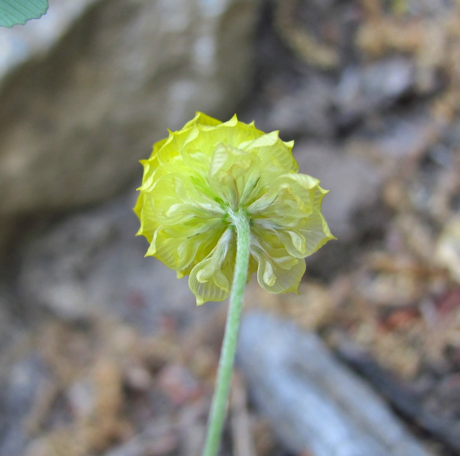 Image of Trifolium campestre specimen.