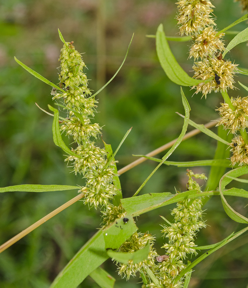 Изображение особи Rumex rossicus.