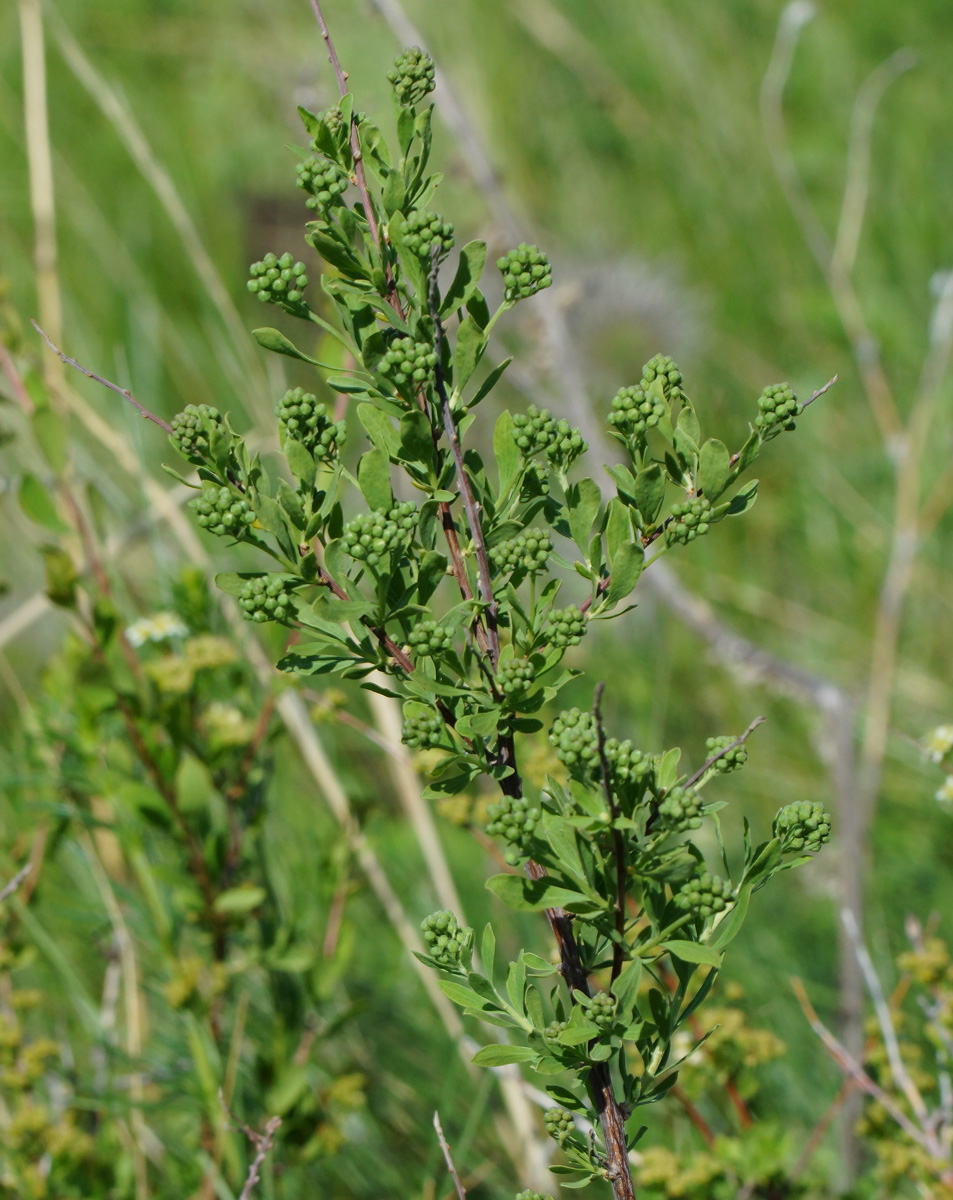 Image of Spiraea crenata specimen.