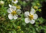 Dasiphora fruticosa. Верхушки цветущих и плодоносящих побегов. Пермь, Свердловский р-н, в городском озеленении. 24 августа 2018 г.