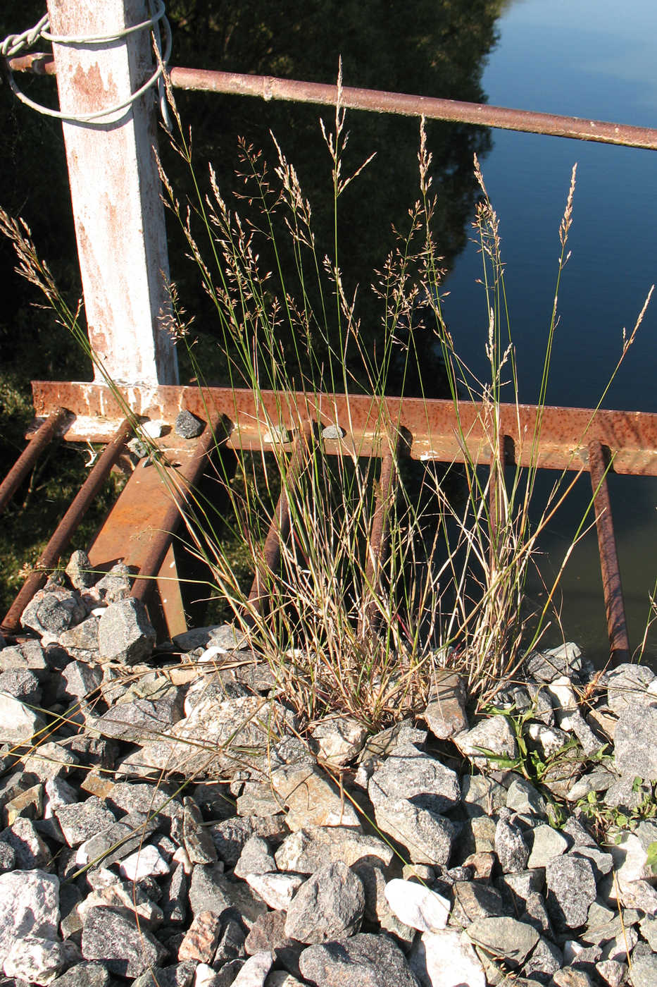 Image of Poa compressa specimen.