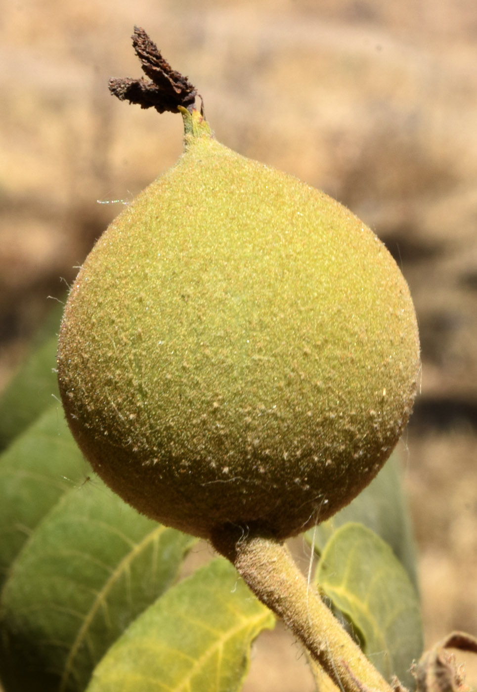 Image of Juglans microcarpa specimen.