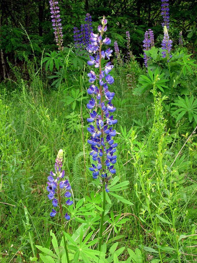 Изображение особи Lupinus polyphyllus.