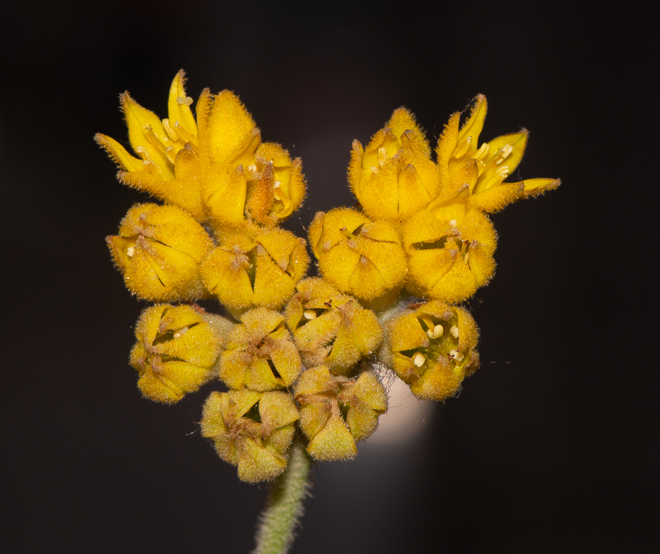 Изображение особи Conostylis candicans.