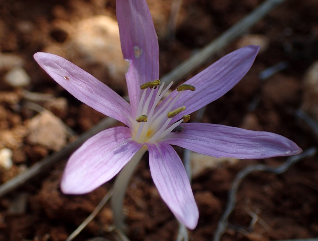 Изображение особи род Colchicum.