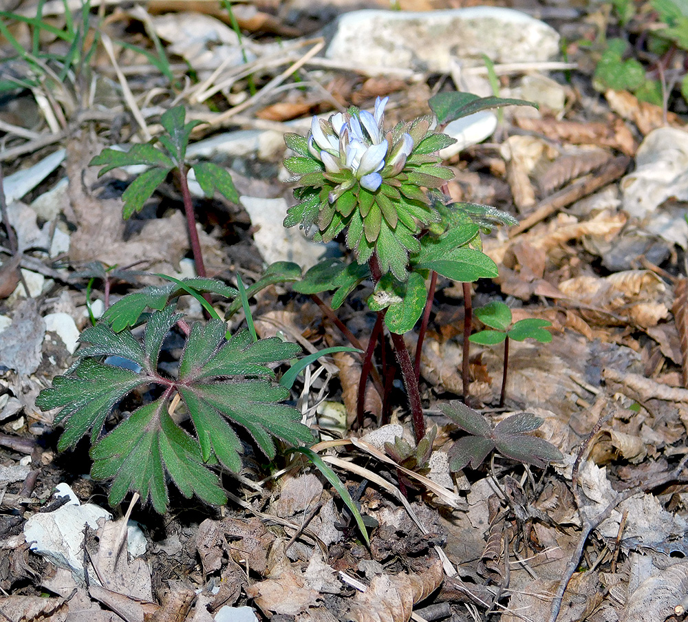 Image of Anemone banketovii specimen.