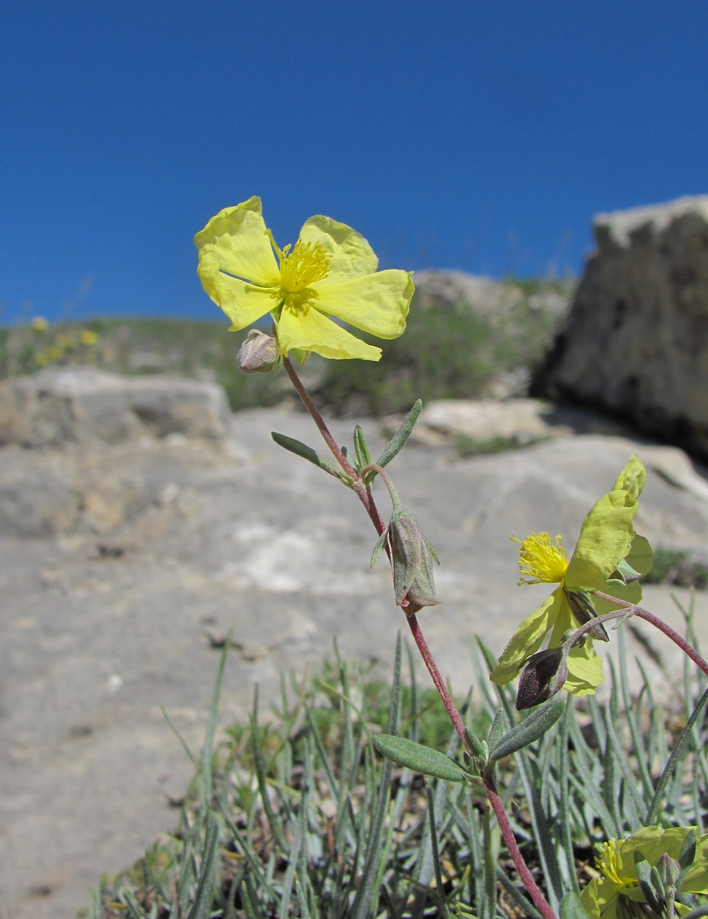 Изображение особи Helianthemum dagestanicum.