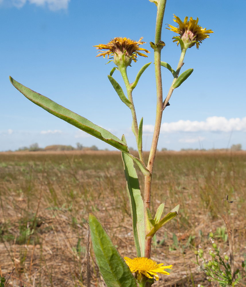 Image of Inula caspica specimen.