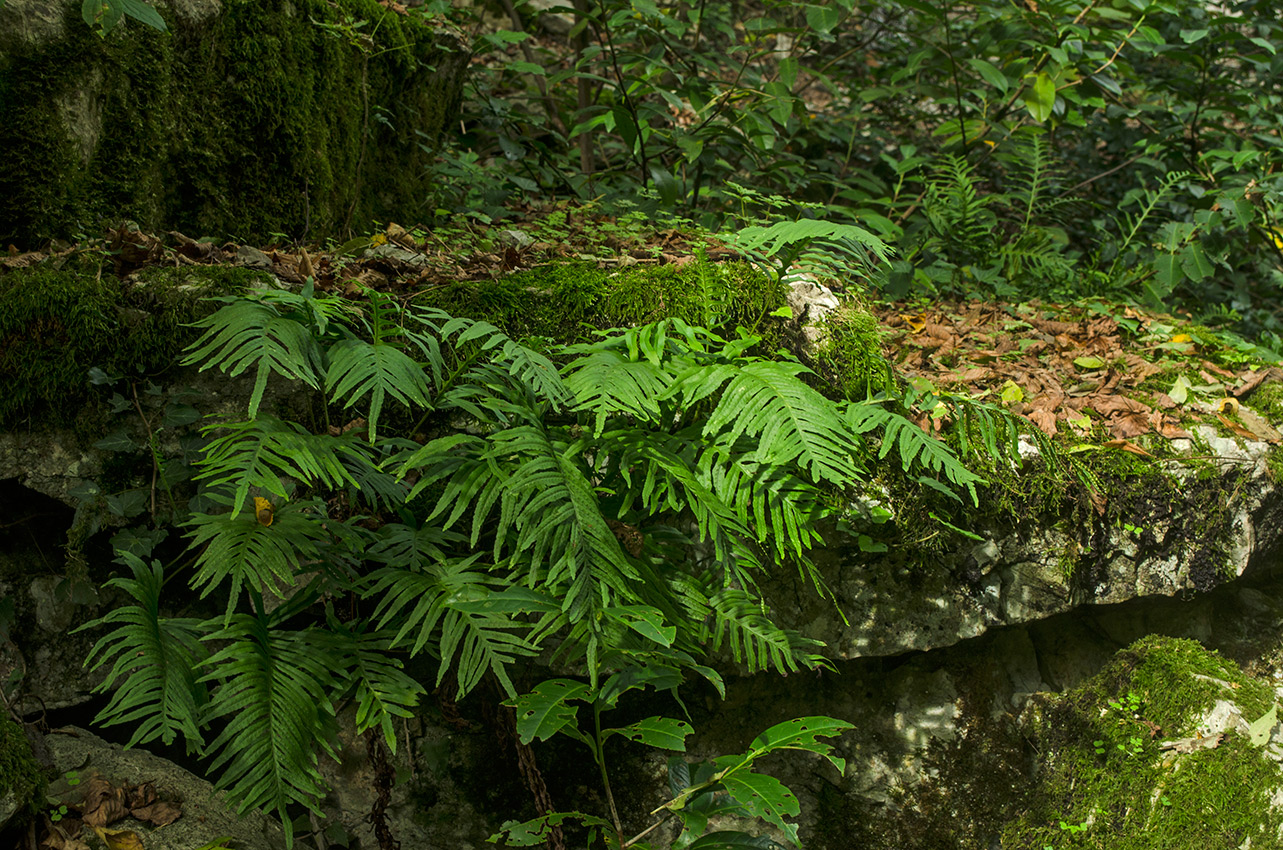 Изображение особи Polypodium cambricum.