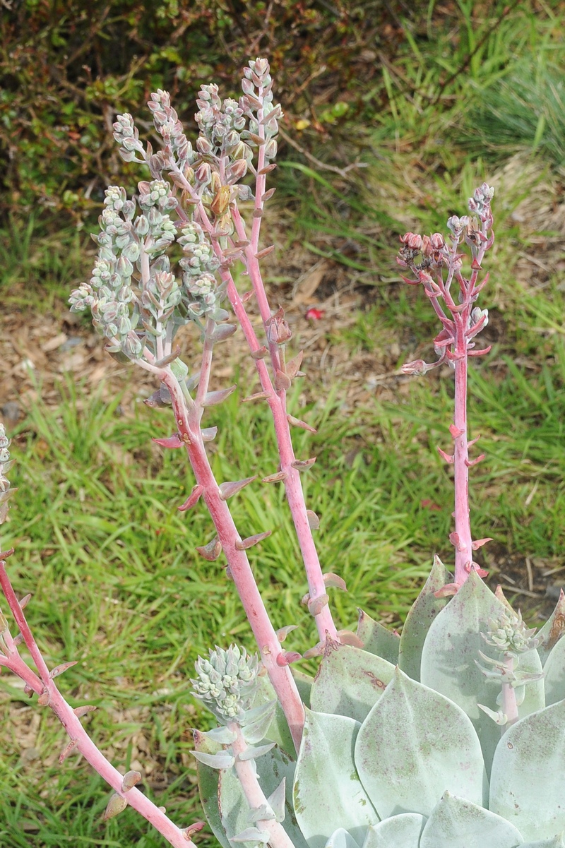 Image of Dudleya pulverulenta specimen.