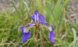 Смотреть изображение Iris setosa