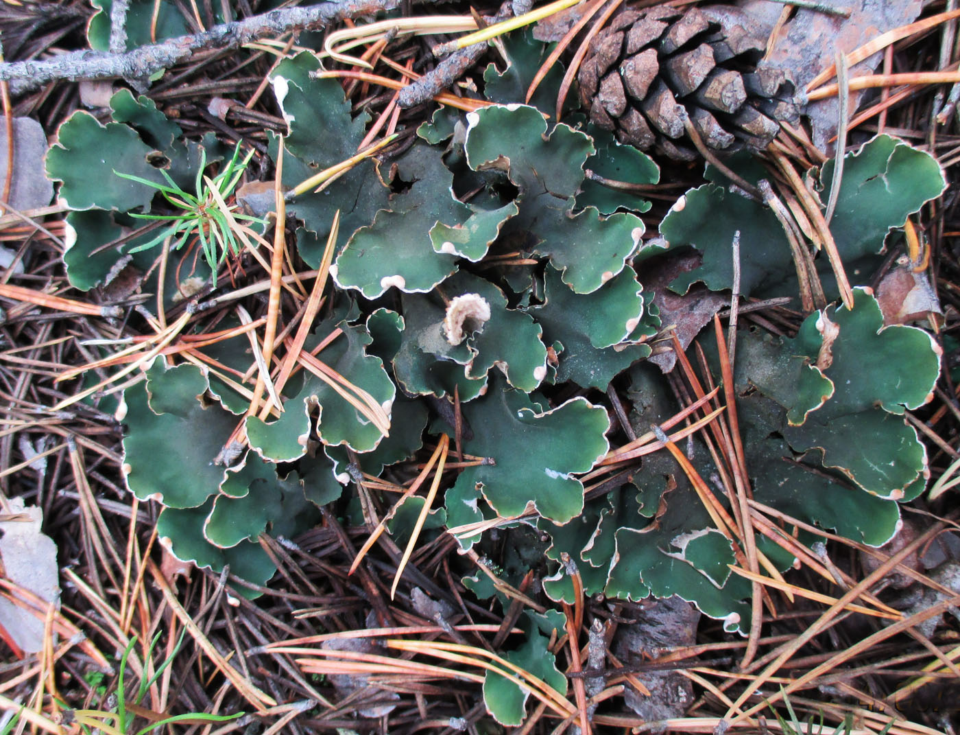 Image of Peltigera malacea specimen.