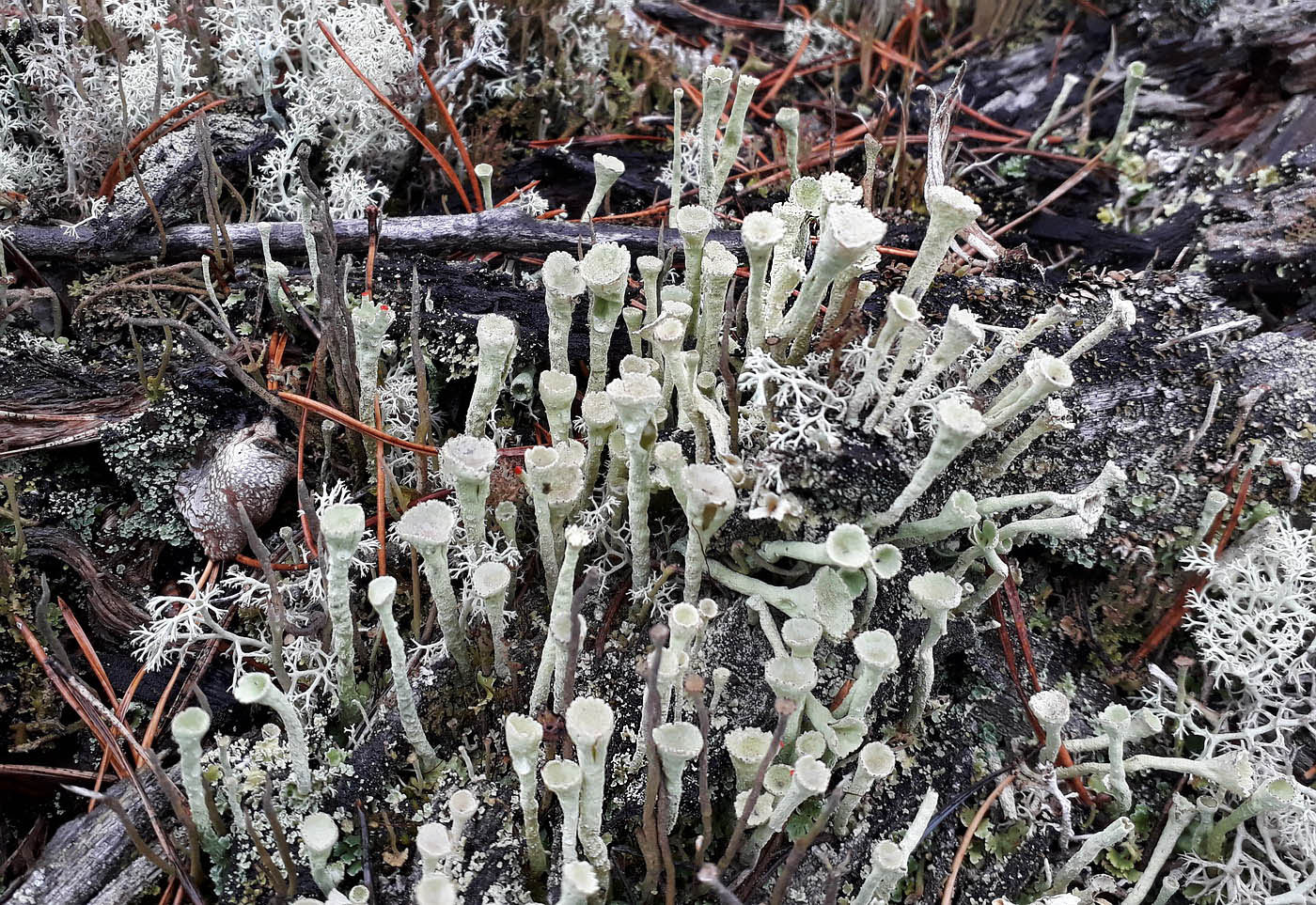 Изображение особи род Cladonia.