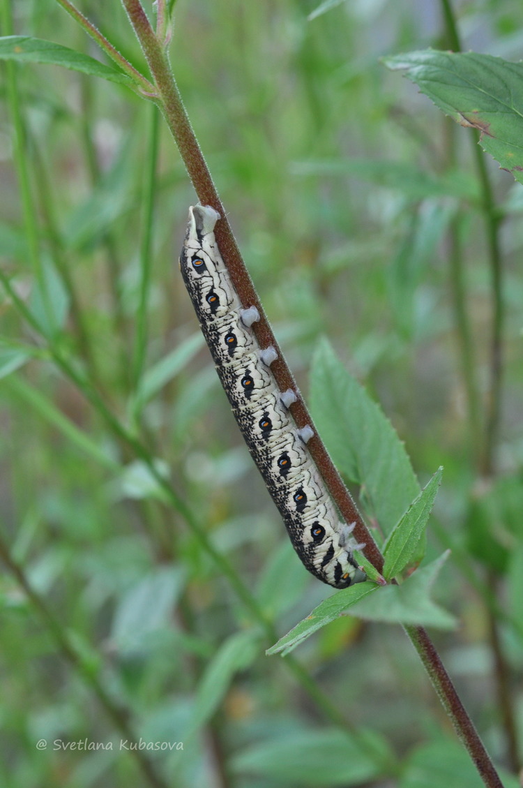 Image of Epilobium pseudorubescens specimen.