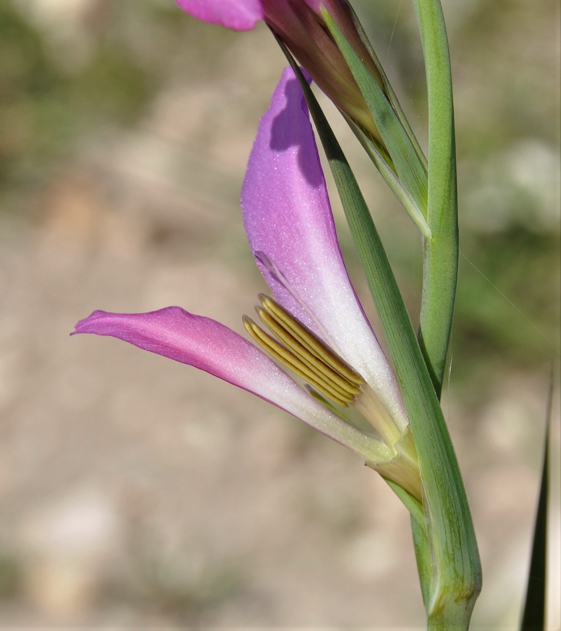 Image of Gladiolus italicus specimen.