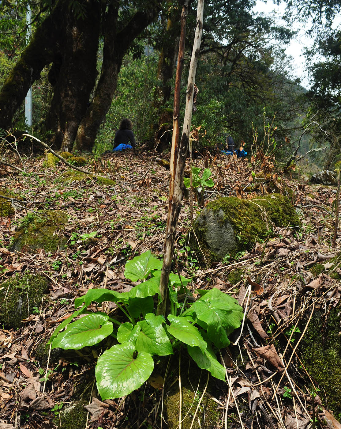 Image of Cardiocrinum giganteum specimen.