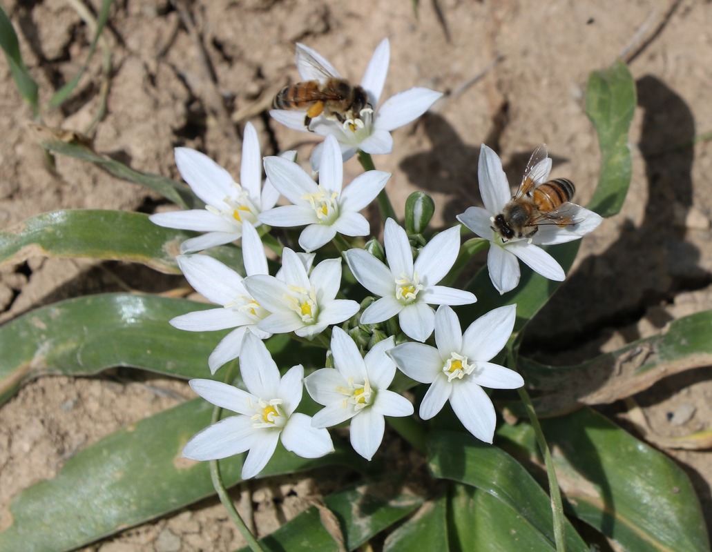 Image of Ornithogalum montanum specimen.