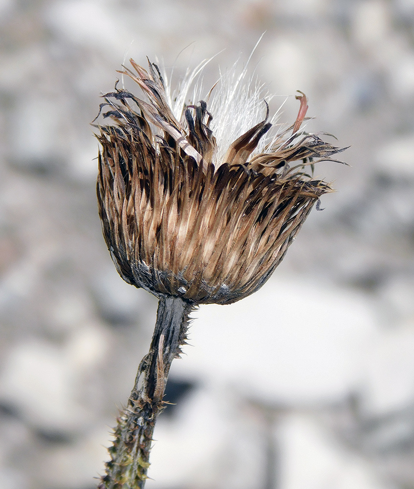 Image of Carduus acanthoides specimen.