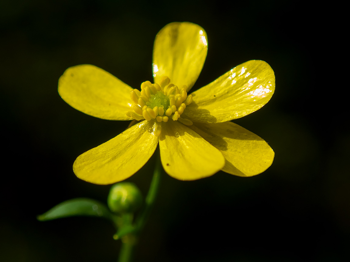 Изображение особи Ranunculus flammula.