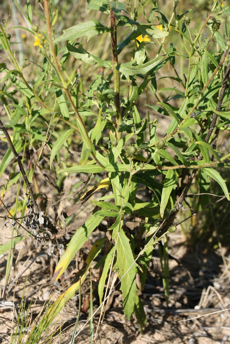 Изображение особи Hieracium umbellatum.