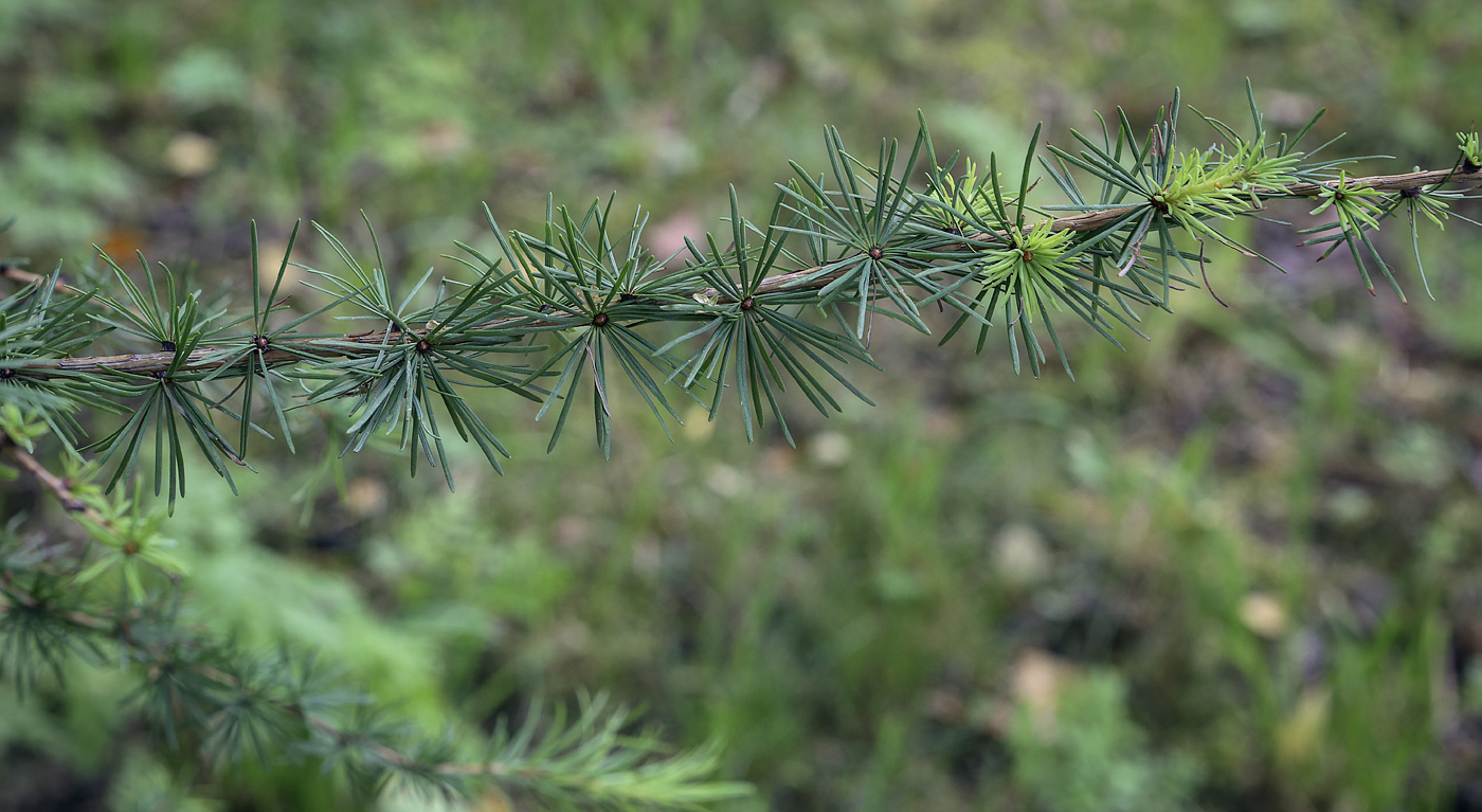 Изображение особи Larix principis-rupprechtii.