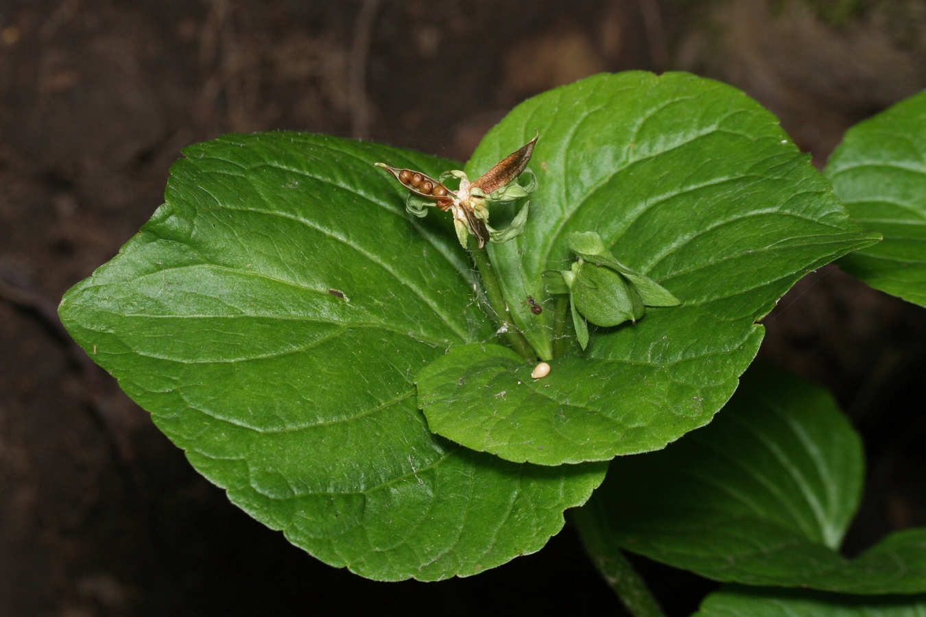 Изображение особи Viola mirabilis.