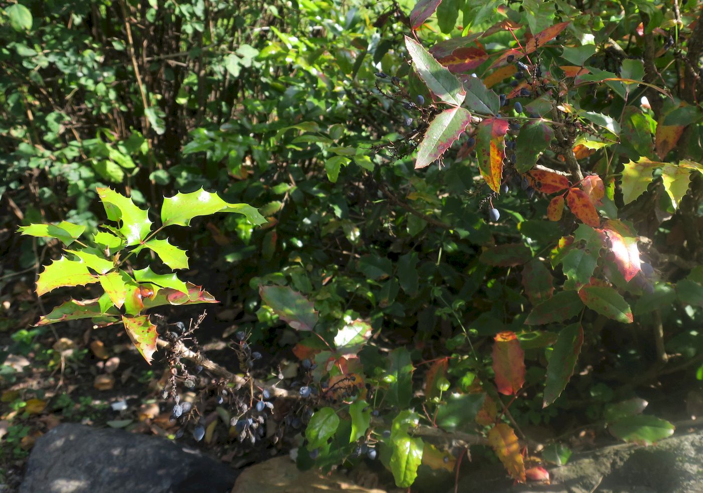 Image of Mahonia aquifolium specimen.