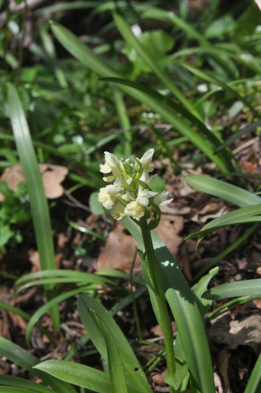 Image of Dactylorhiza romana ssp. georgica specimen.