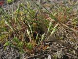 Aira praecox. Цветущее растение. Нидерланды, провинция Friesland, о-в Schiermonnikoog, территория кемпинга, участок с нарушенным травяным покровом. 1 мая 2010 г.