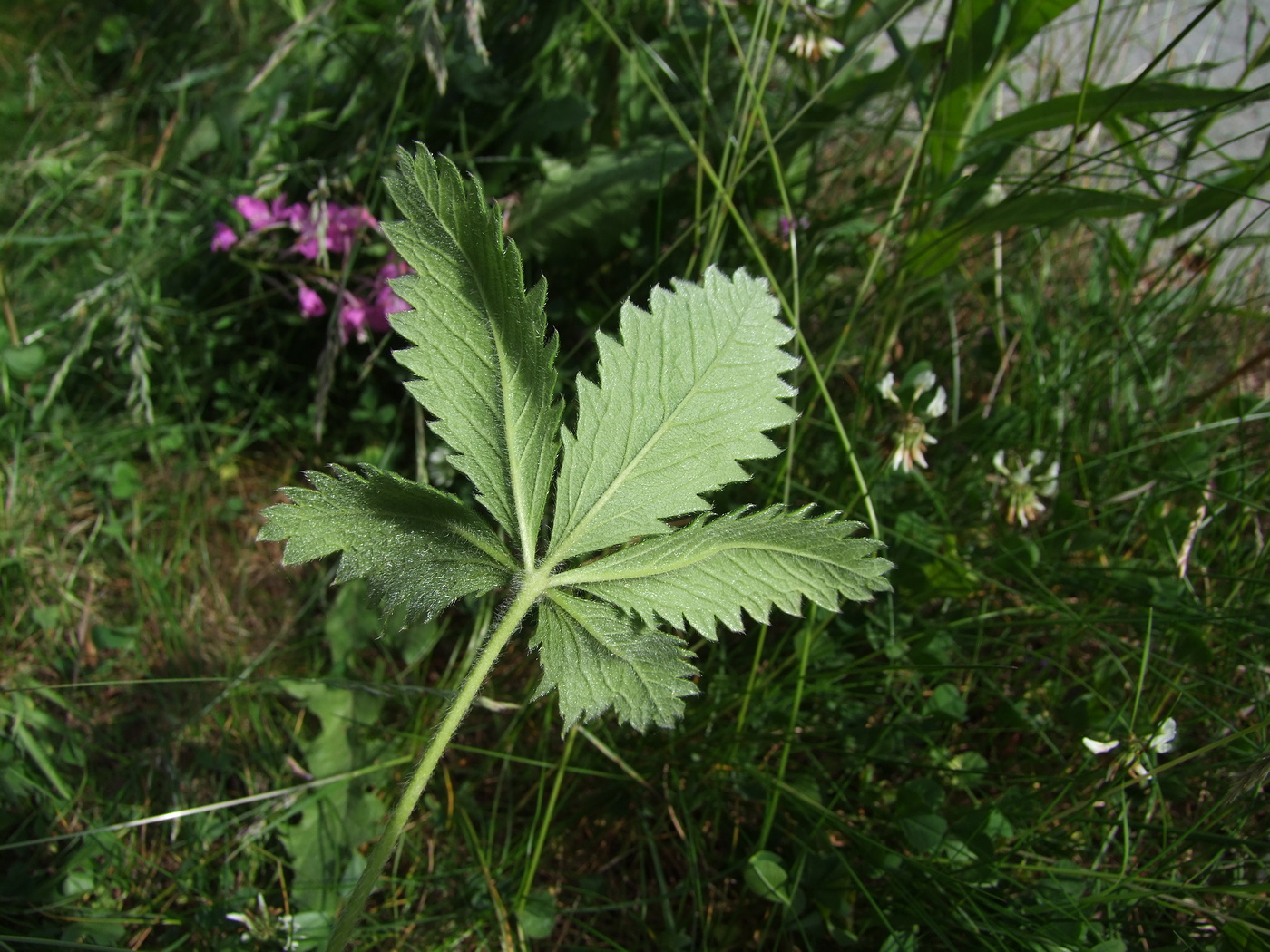 Image of Potentilla chrysantha specimen.