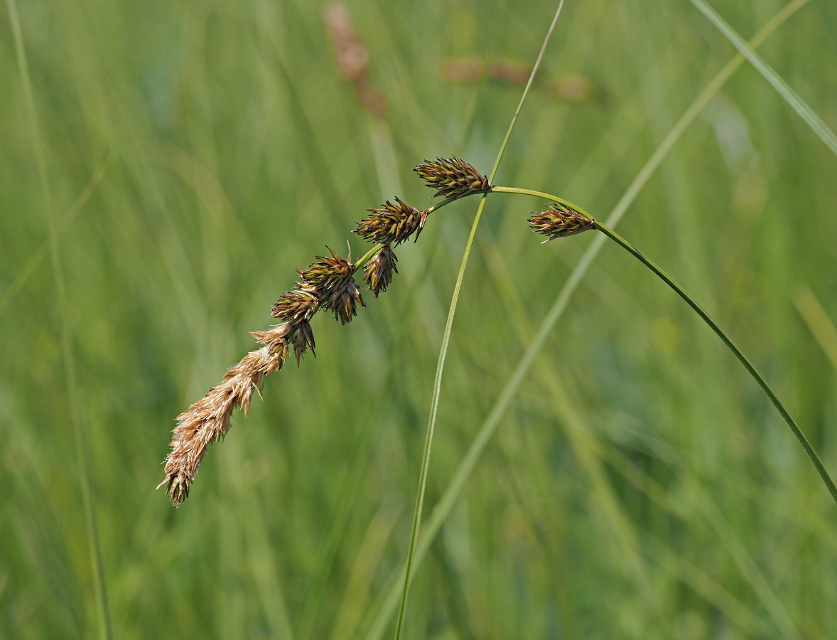 Image of Carex disticha specimen.