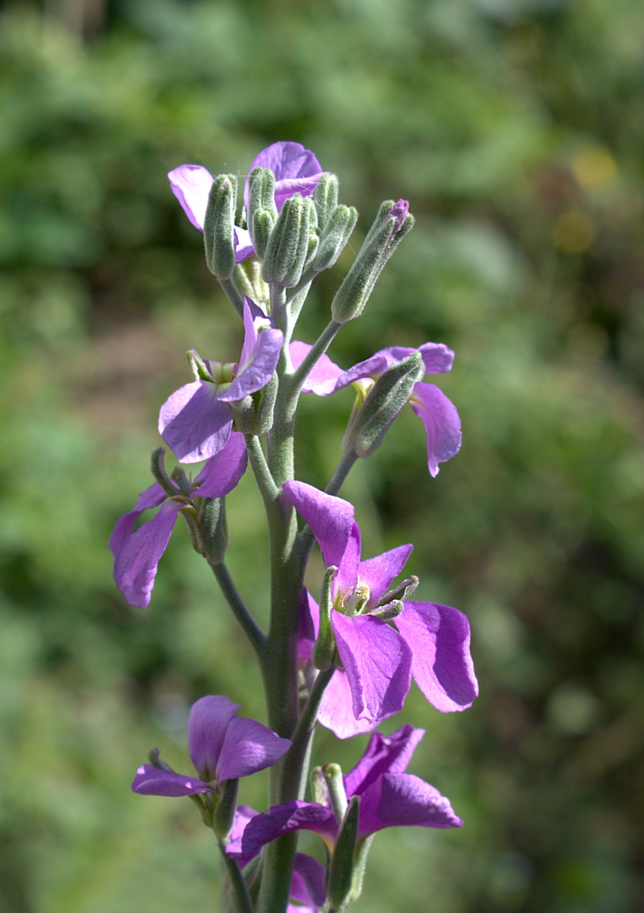 Image of Matthiola incana specimen.