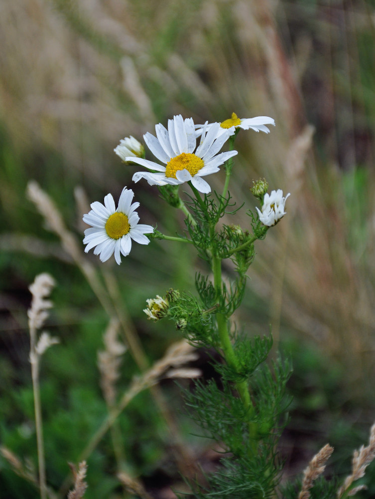 Изображение особи Tripleurospermum inodorum.