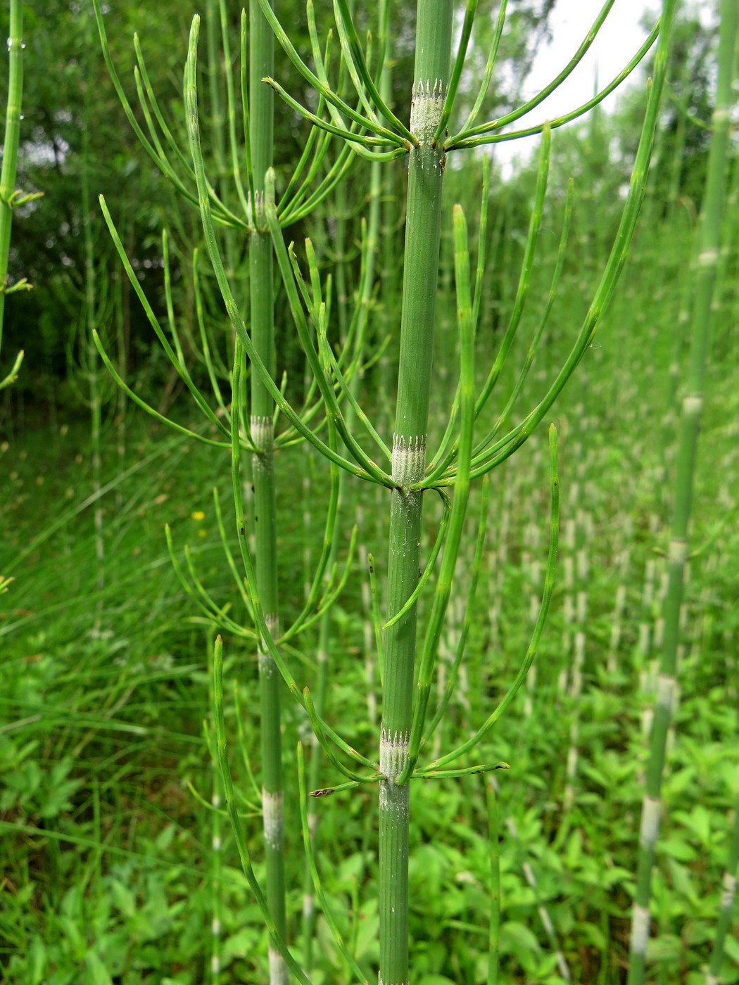 Image of Equisetum fluviatile specimen.