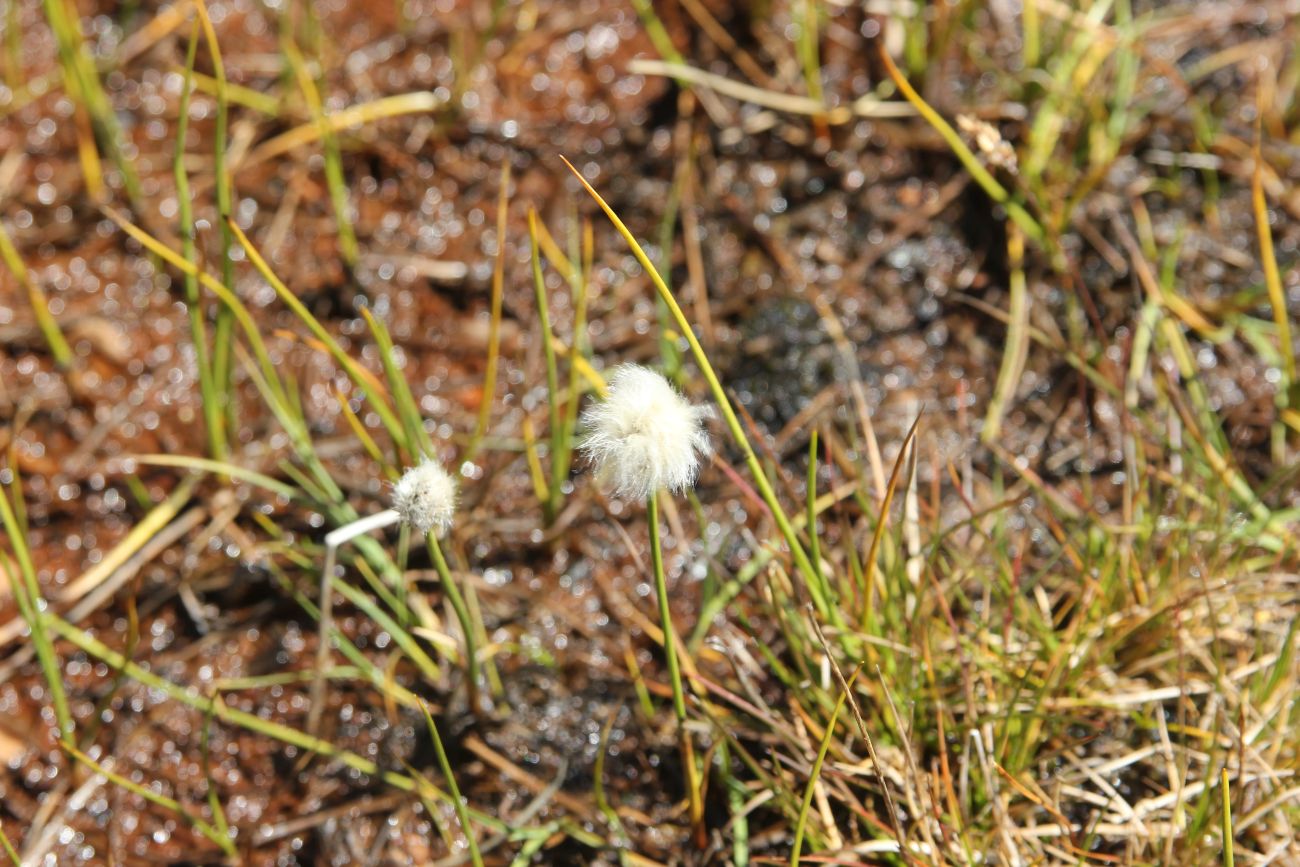 Изображение особи Eriophorum scheuchzeri.