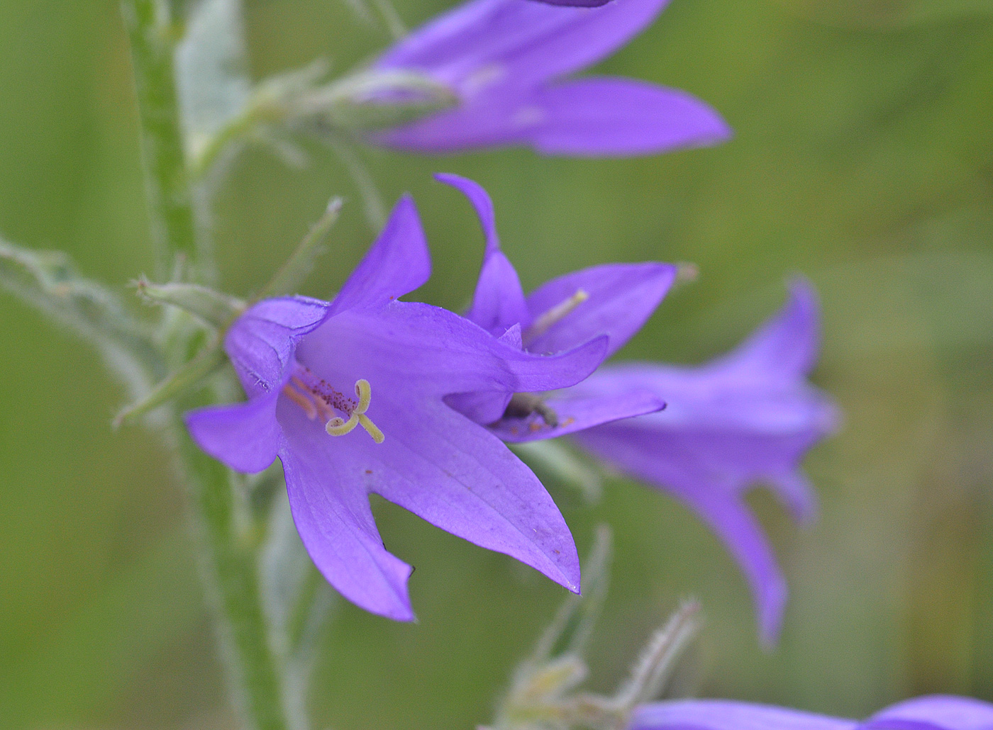 Изображение особи Campanula rapunculoides.