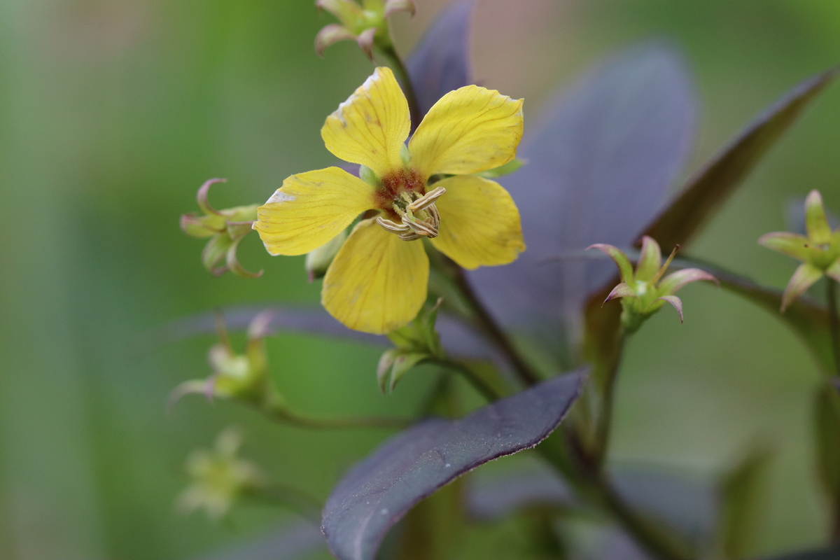 Image of Lysimachia ciliata specimen.