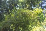 Bambusa multiplex. Верхушки ветвей. Абхазия, г. Сухум, Сухумский ботанический сад, в культуре. 14.05.2021.