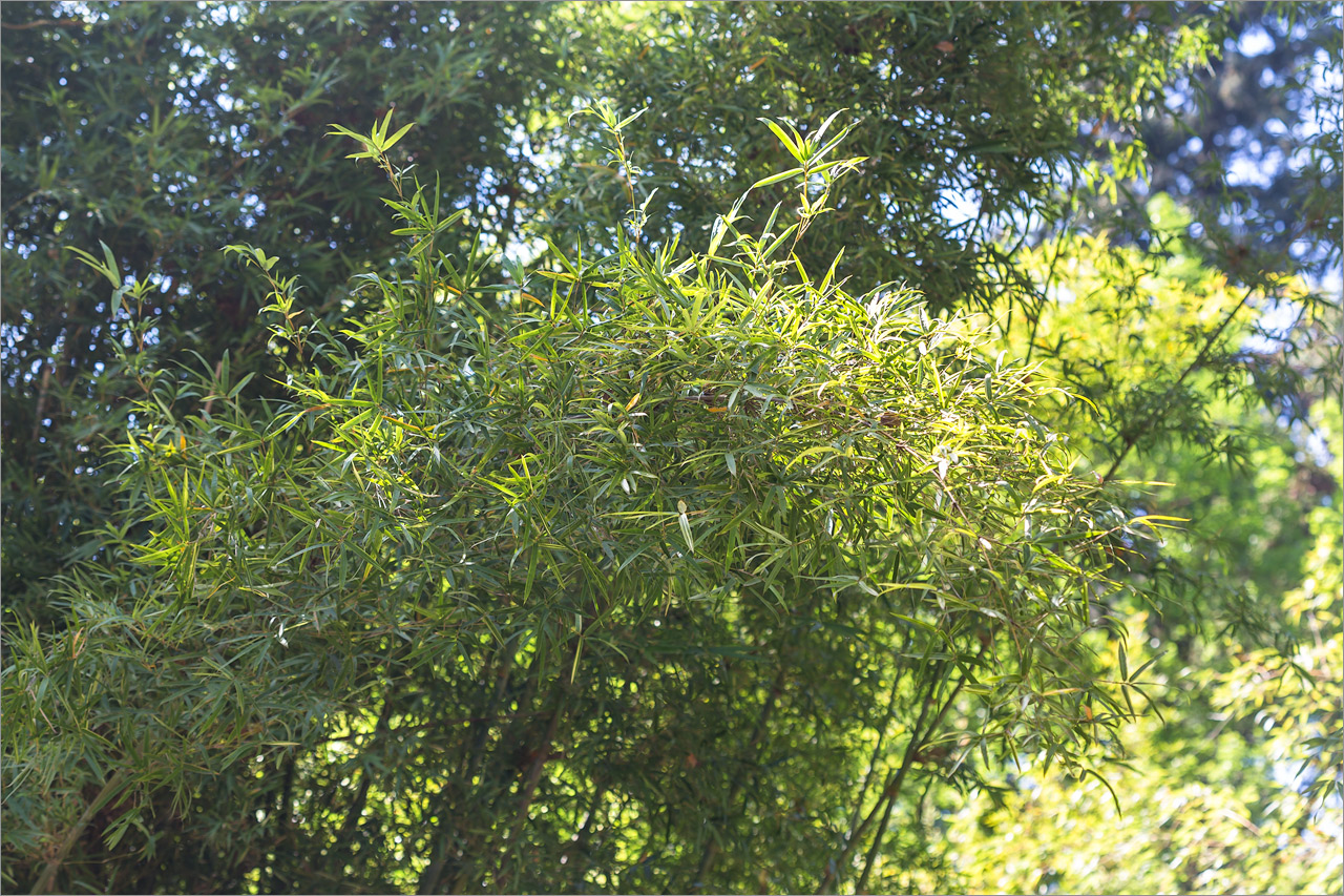 Image of Bambusa multiplex specimen.