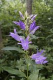 Смотреть изображение Campanula latifolia