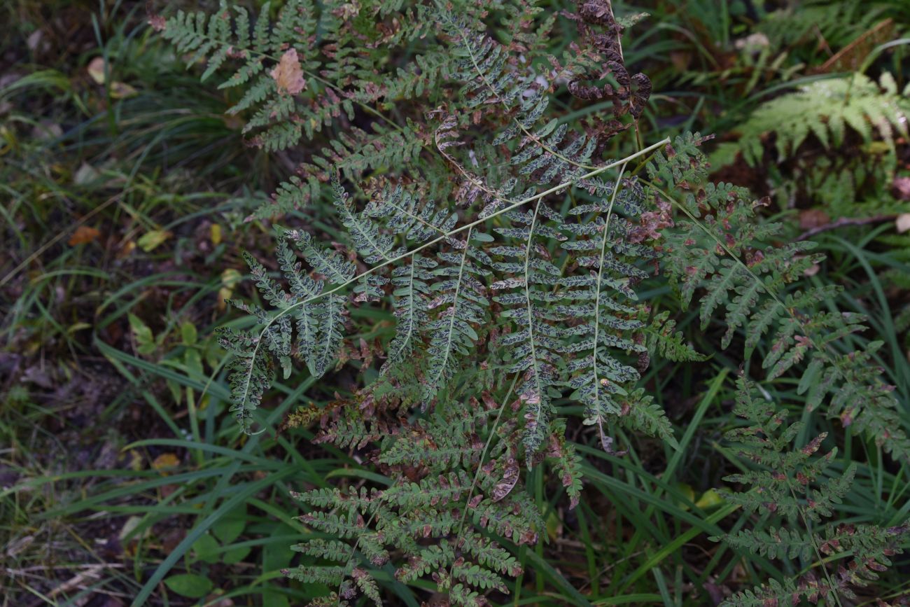 Image of Pteridium pinetorum specimen.