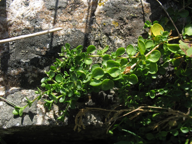 Image of Arenaria rotundifolia specimen.