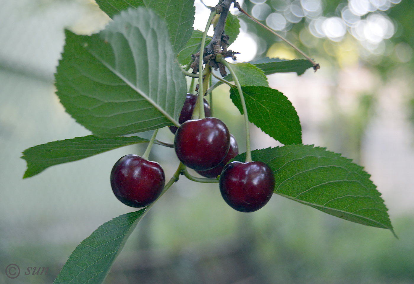 Изображение особи Cerasus vulgaris.