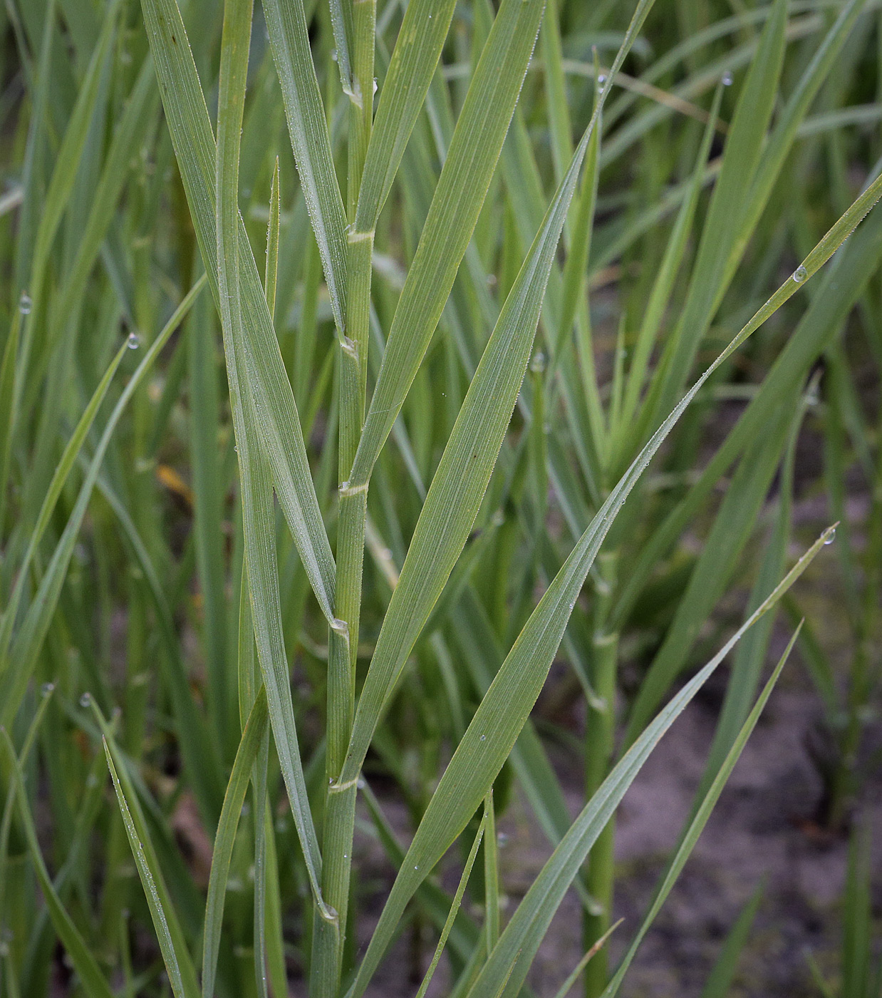 Image of Glyceria maxima specimen.