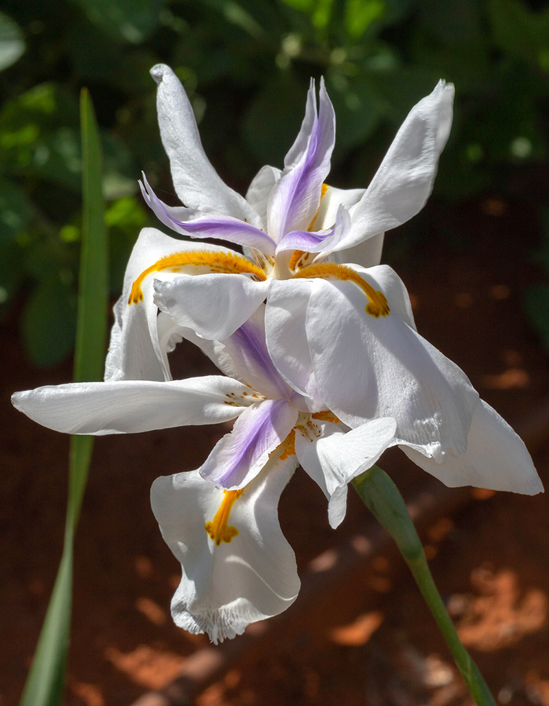 Изображение особи Dietes grandiflora.